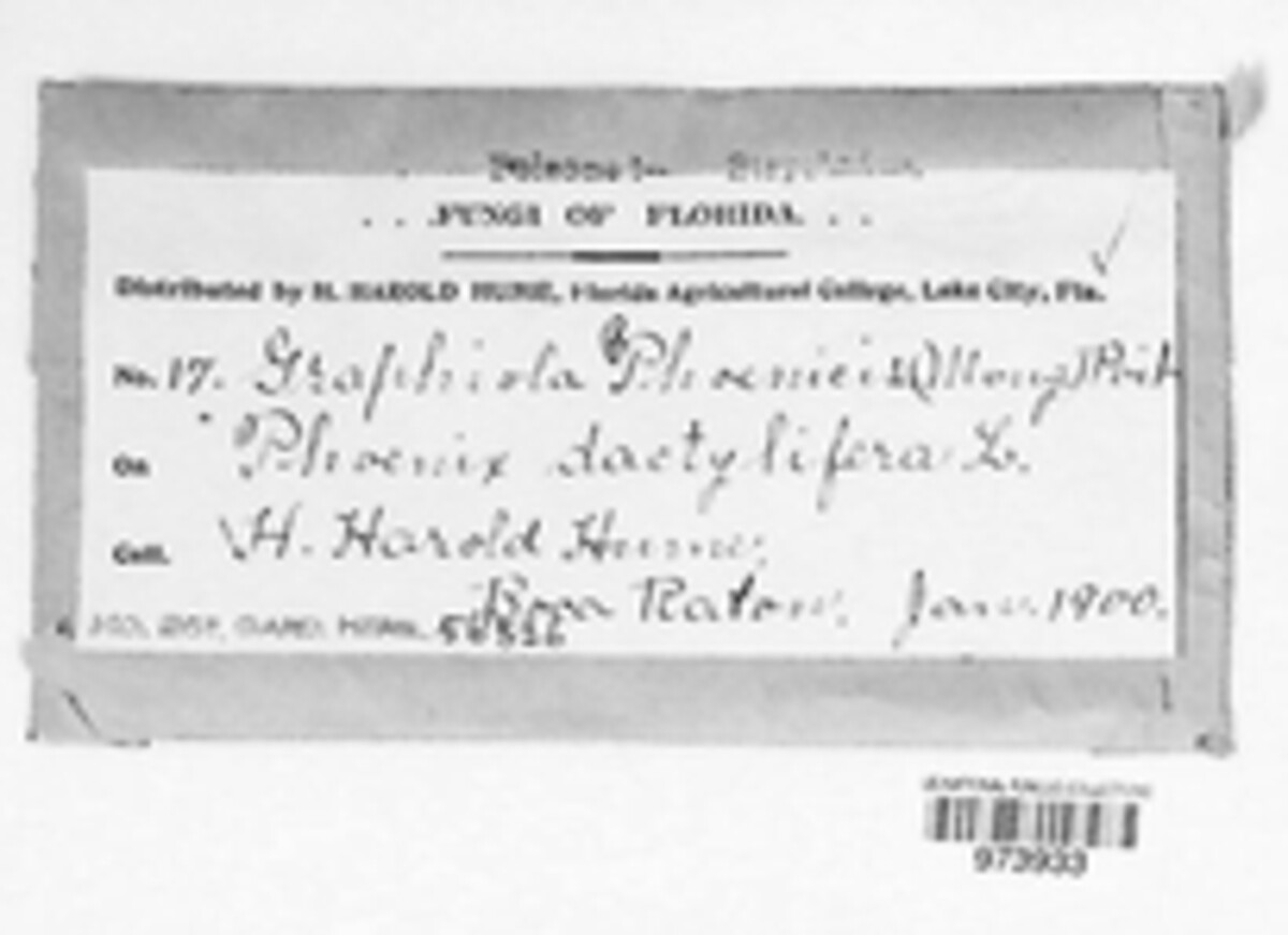Graphiola phoenicis image